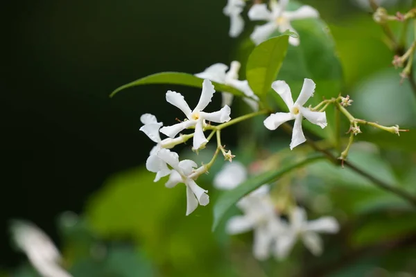 Pequeñas Flores Blancas Jardín —  Fotos de Stock