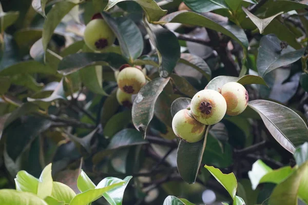 Πράσινα Φρούτα Κλαδί Δέντρου — Φωτογραφία Αρχείου