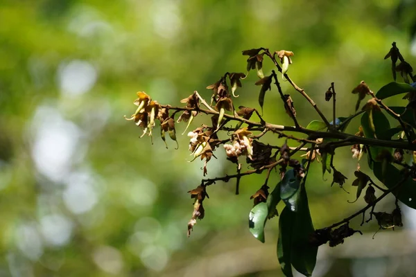 stock image dried flowers on tree branch 