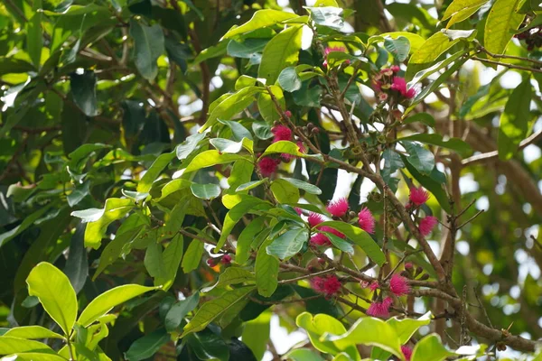Güzel Pembe Çiçekler Ağaç Dalında — Stok fotoğraf