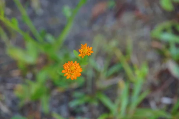 Mooie Oranje Bloemen Tuin — Stockfoto