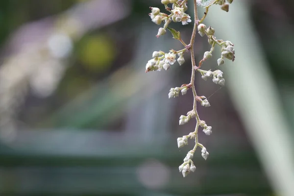 Гілка Маленьких Білих Квітів — стокове фото