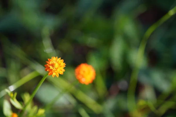 Όμορφα Πορτοκαλί Λουλούδια Στον Κήπο — Φωτογραφία Αρχείου
