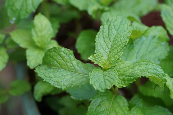 stock image close up of mint plants