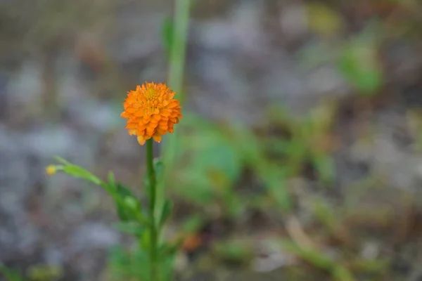 Küçük Turuncu Kır Çiçeği Yakın Plan — Stok fotoğraf