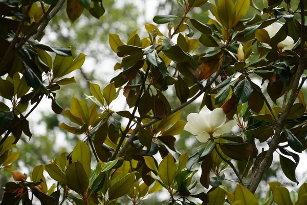 Beautiful Botanical Shot Magnolia Tree — Stock Photo, Image