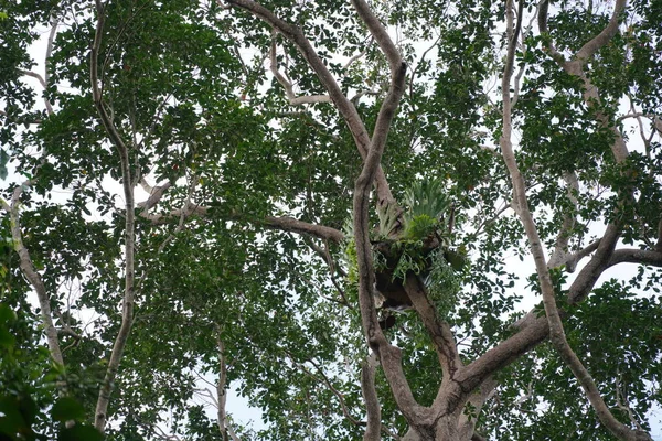 Weelderige Tropische Vegetatie Het Regenwoud — Stockfoto