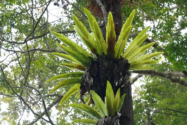 Palma Bananowa Dżungli — Zdjęcie stockowe
