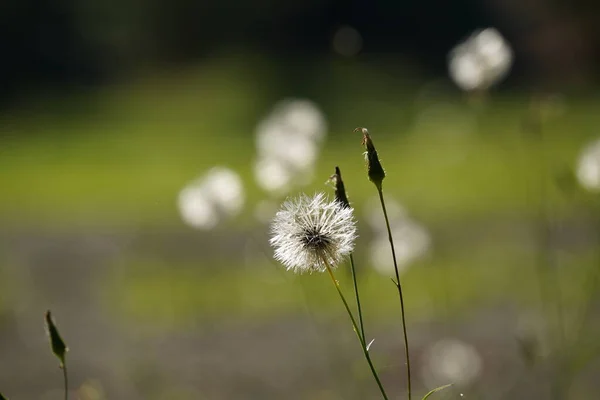 Крупним Планом Квітка Кульбаби Розмитому Фоні Зеленої Трави — стокове фото
