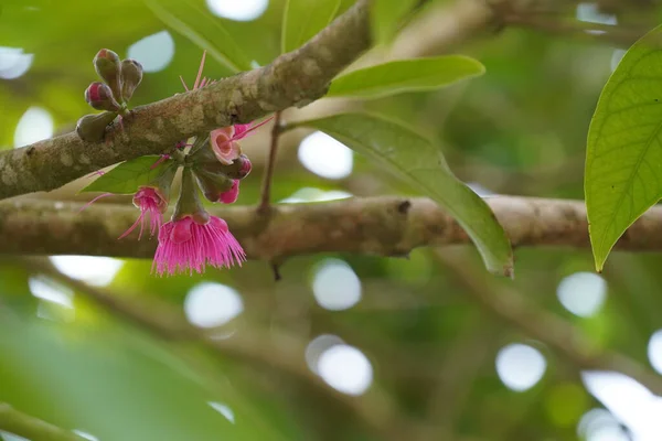 Beautiful Pink Flowers Tree Branch — Stock Photo, Image