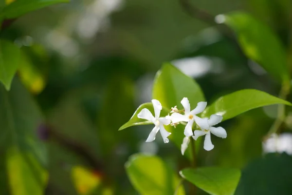 Pequeñas Flores Blancas Jardín —  Fotos de Stock