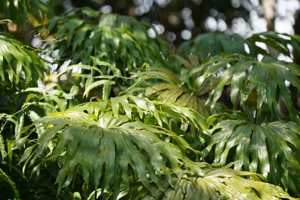 Зелене Листя Джунглях — стокове фото