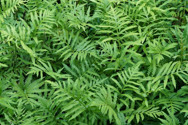 Groene Bladeren Jungle — Stockfoto