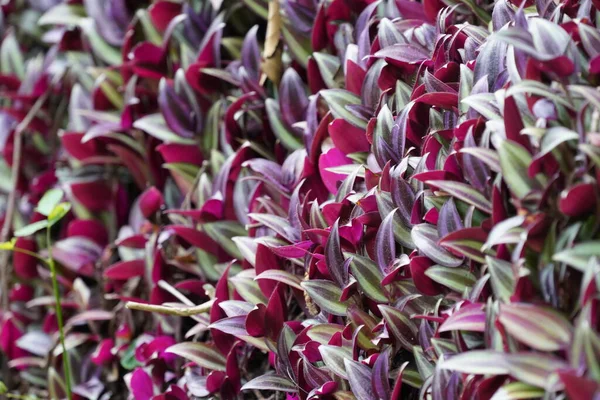 stock image many plants with purple leaves, foliage background