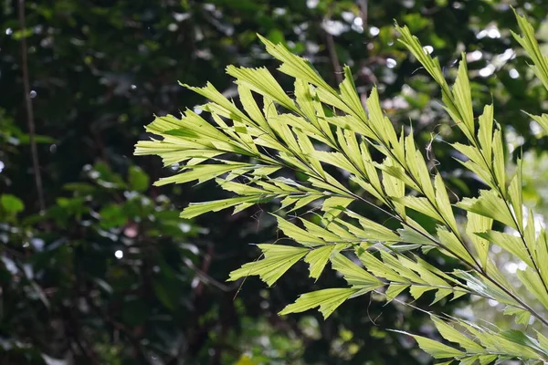 Зеленые Листья Джунглях — стоковое фото