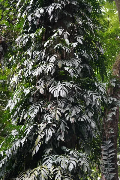 ジャングルの緑の葉 — ストック写真