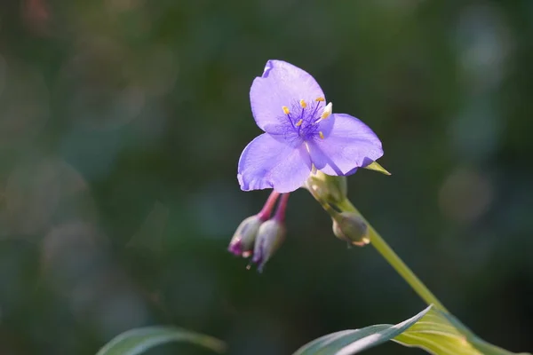 Маленька Фіолетова Дика Квітка Крупним Планом — стокове фото