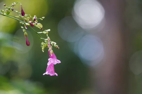 ピンクの花や自然植物や葉 — ストック写真