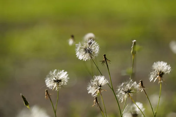 Close Dandelion Flowers Blurred Background Green Grass — Stock Photo, Image