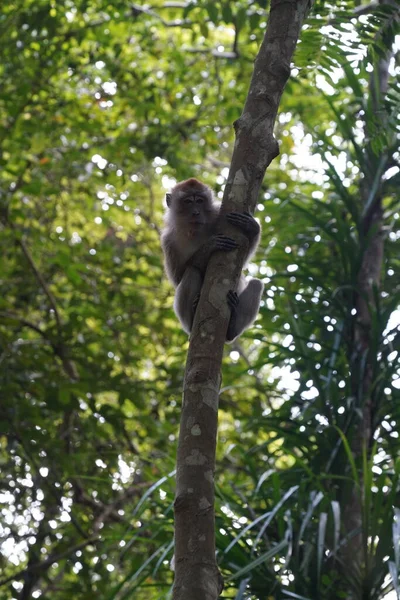 Μαϊμού Στη Ζούγκλα — Φωτογραφία Αρχείου