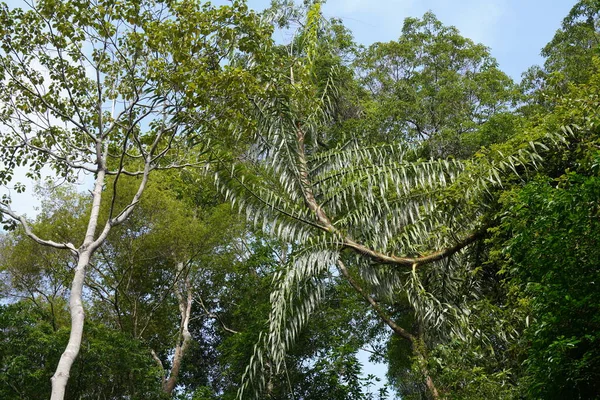 Tropikalny Krajobraz Lasów Deszczowych Bujną Roślinnością — Zdjęcie stockowe