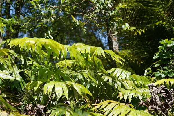 초목으로 뒤덮인 — 스톡 사진