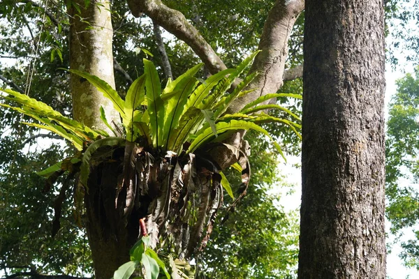 Paisaje Selva Tropical Con Exuberante Vegetación —  Fotos de Stock
