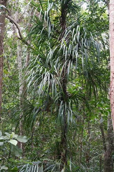 Tropische Regenwaldlandschaft Mit Üppiger Vegetation — Stockfoto