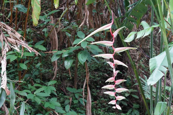 Тропические Леса Пышной Растительностью — стоковое фото