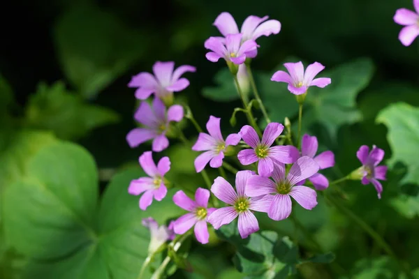 Nahaufnahme Von Blühenden Lila Blumen — Stockfoto