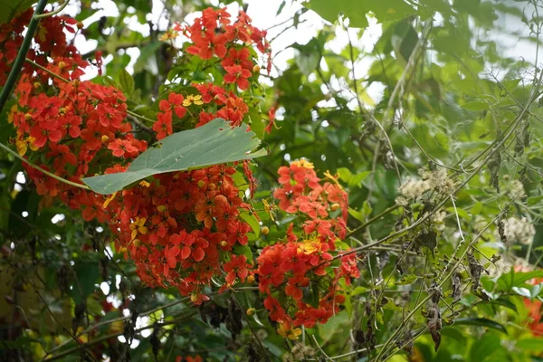 Nær Bildet Vakre Røde Blomster Som Vokser Hagen – stockfoto