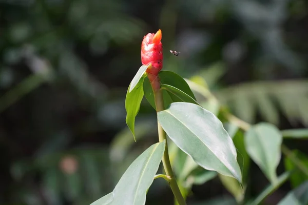 stock image red bud and green leaves, flora and foliage 