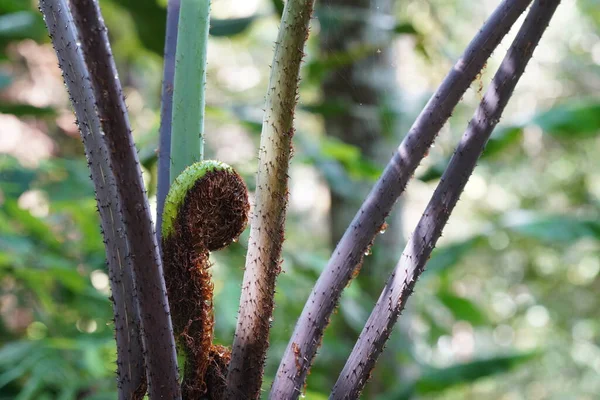 Stock image caterpillar on green stem