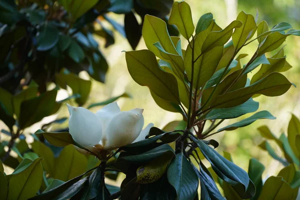 Vit Magnolia Blomma Och Gröna Blad — Stockfoto