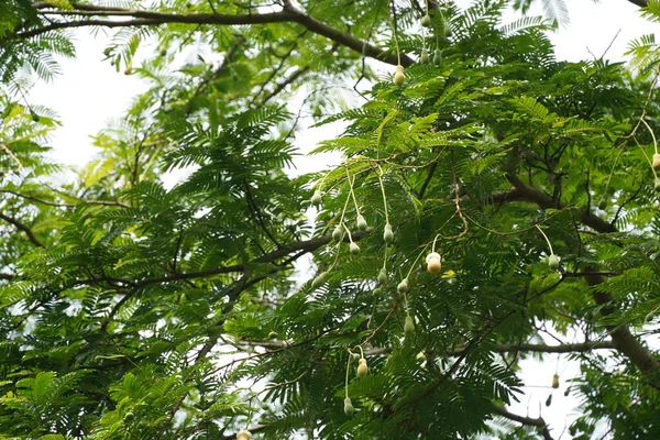 Zielone Liście Drzewie — Zdjęcie stockowe