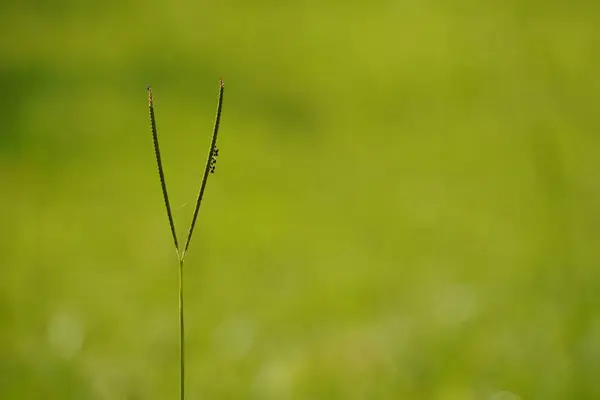Трава Лугу — стоковое фото