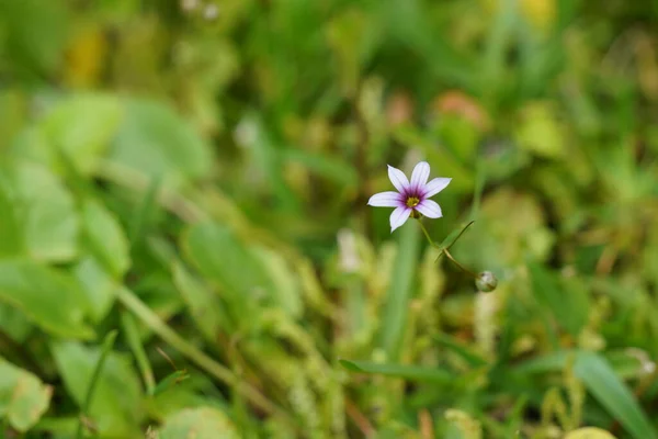 Biały Kwiat Zielonym Tle — Zdjęcie stockowe