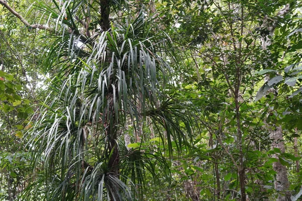 Lush Tropical Vegetation Rainforest — Stock Photo, Image