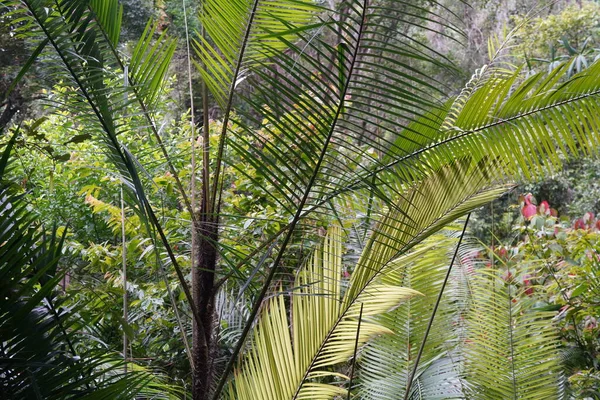 Groene Bladeren Van Palmbomen Flora Bladeren — Stockfoto