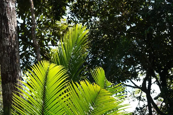 Folhas Verdes Palmeira Flora Folhagem — Fotografia de Stock