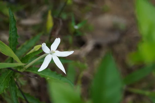 Gyönyörű Fehér Virág Kertben — Stock Fotó