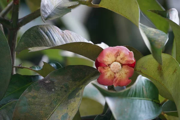 Красивый Ботанический Кадр Розового Цветка Зеленых Листьев — стоковое фото