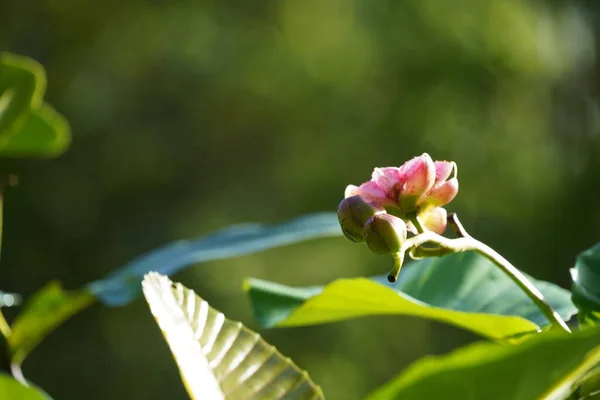 Beautiful Botanical Shot Pink Flower Green Leaves — Stock Photo, Image