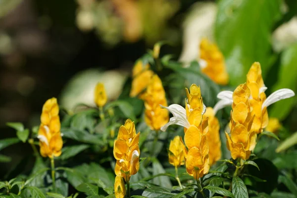 Закрыть Желтые Цветы Растущие Открытым Небом — стоковое фото