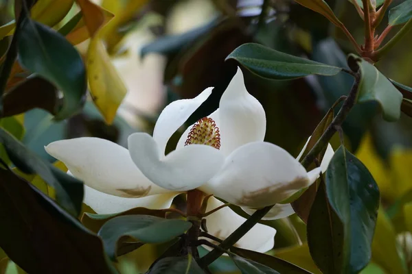 Closeup Shot White Flower Garden — Stock Photo, Image