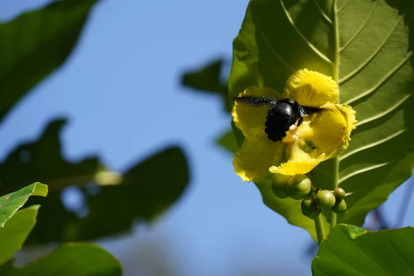 Closeup Shot Bee Flying Yellow Flower Garden High Quality Photo — Stock Photo, Image