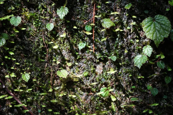 Moss Törzse Erdőben — Stock Fotó