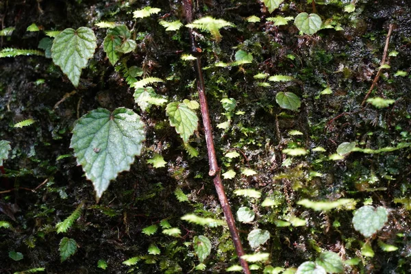 Moss Kmeni Stromu Lese — Stock fotografie