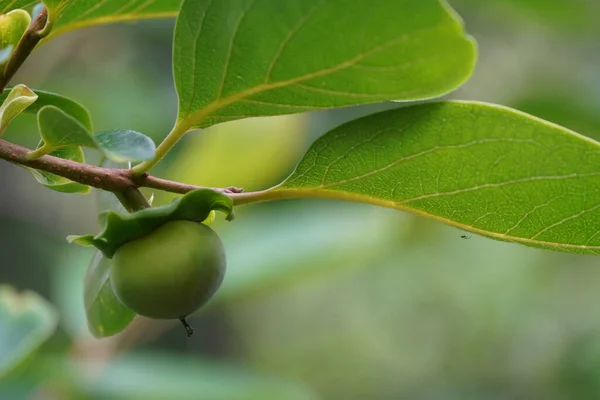 Mûrissement Des Fruits Verts Sur Une Branche — Photo