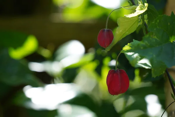 Tomat Husk Cherry Tanah Stroberi Atau Physalis Pruinosa Stok Gambar Bebas Royalti